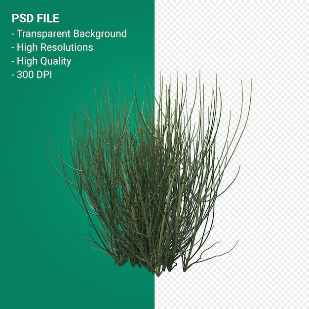PSD rendering 3d albero isolato su sfondo trasparente