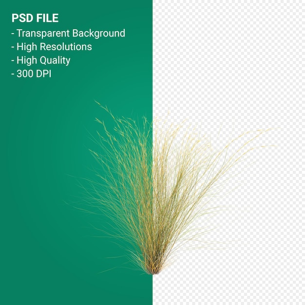 tree 3d render isolated on transparent background