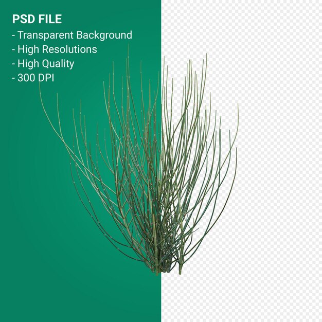 PSD tree 3d render isolated