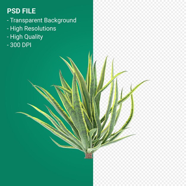 PSD tree 3d render isolated