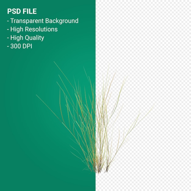 PSD tree 3d render isolated