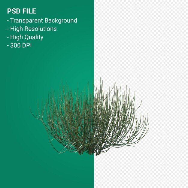 PSD tree 3d render isolated