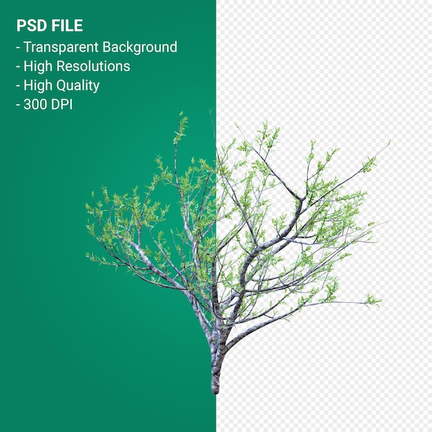 PSD 나무 3d 렌더링 절연