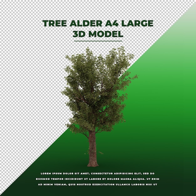 나무 알더 3d 고립 된 모델