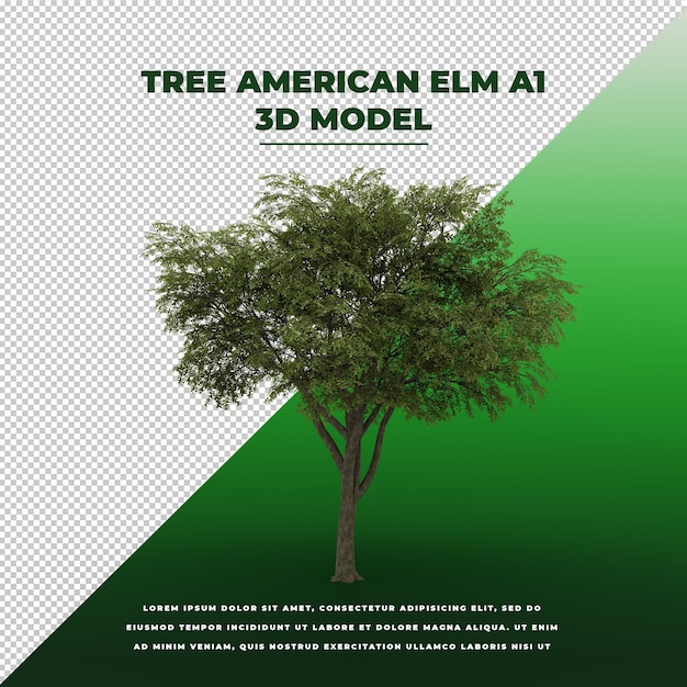 Tree American Elm 3D isolated model
