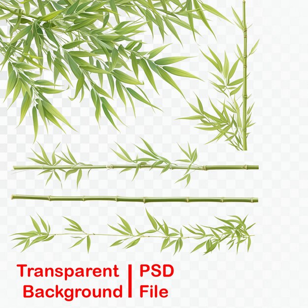 Tree and bamboo leaves on transparent background