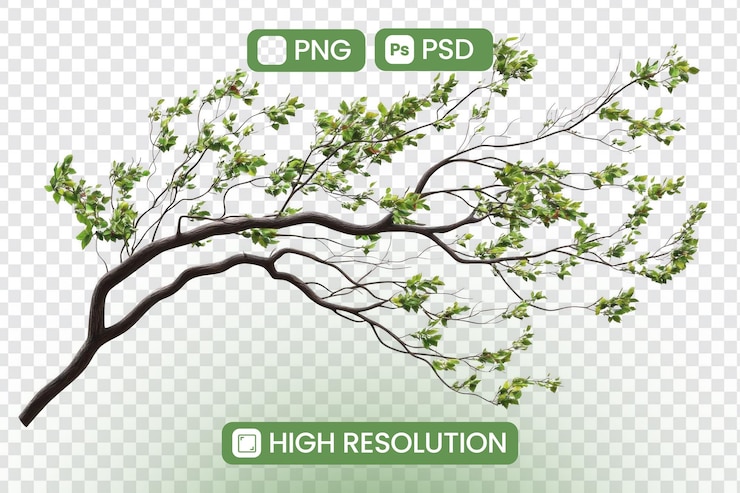 PSD tree branch grows leaves on transparent background with png format