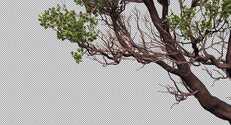 PSD tree branch isolated less leaves branch foreground and background