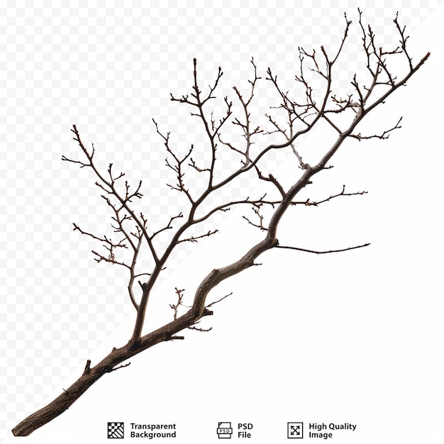 PSD tree branch isolated