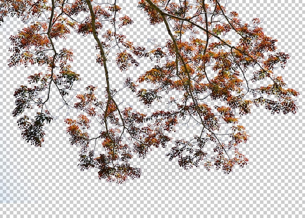 A tree branch with leaves and a white background