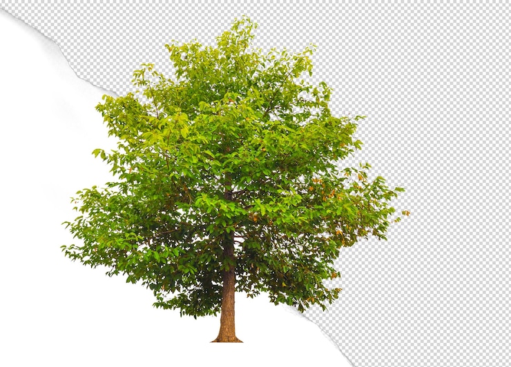 PSD tree cut out from original backgroud
