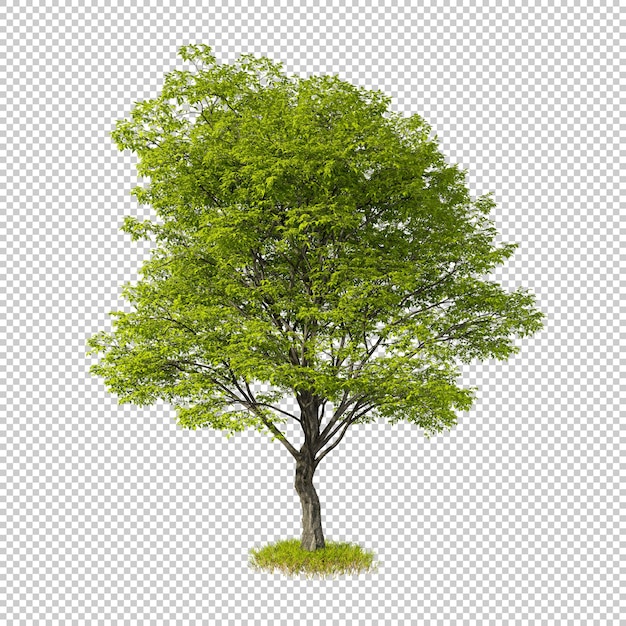 PSD tree cut out isolated transparent background 3d rendering