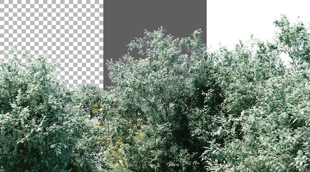 透明な背景の木の葉っぱ PNG 3D レンダリング