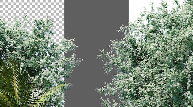 透明な背景の木の葉っぱ PNG 3D レンダリング