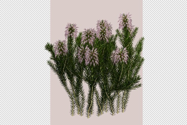 Tree in 3d rendering isolated