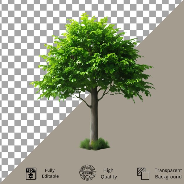 Tree isolated on transparent background Tree isolated