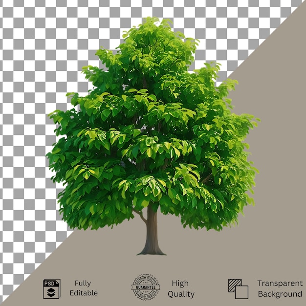 Tree isolated on transparent background Tree isolated