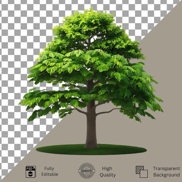Tree isolated on transparent background Tree isolated