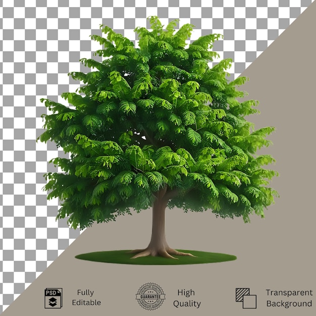 Tree isolated on transparent background Tree isolated