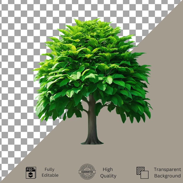 Tree isolated on transparent background Tree isolated
