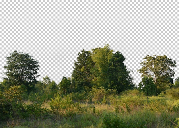 PSD sfondo trasparente ad albero isolato.