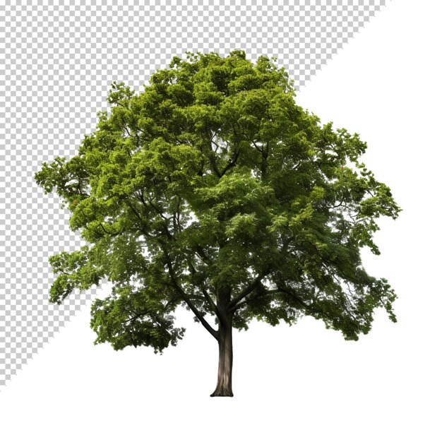 PSD tree isolated on transparent background