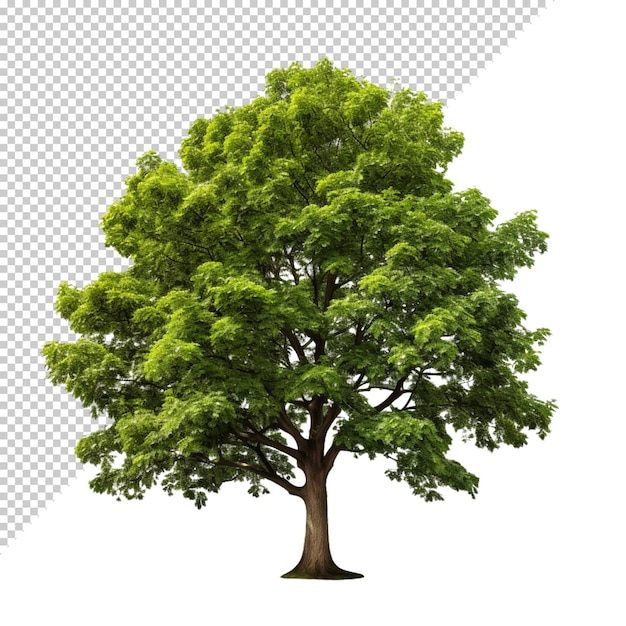 Tree isolated on transparent background