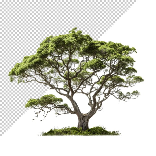 PSD albero isolato su uno sfondo trasparente