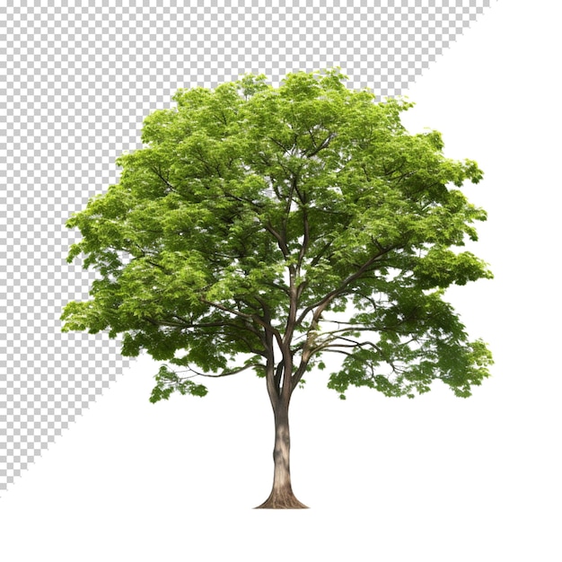 Tree isolated on transparent background