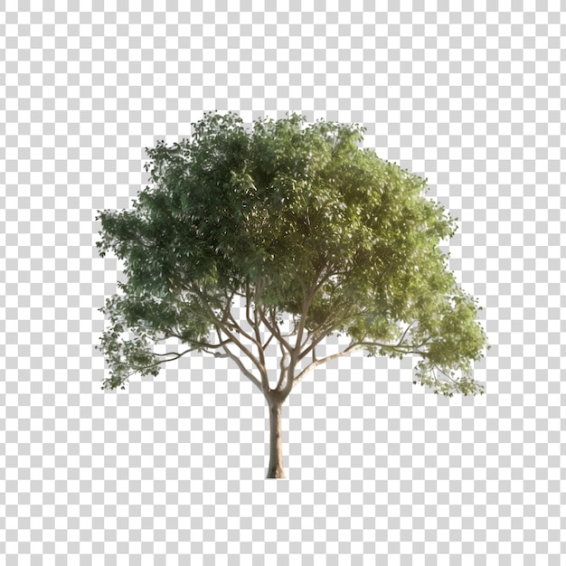 PSD tree isolated on transparent background