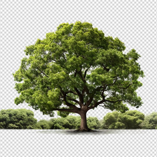 PSD tree isolated on white background