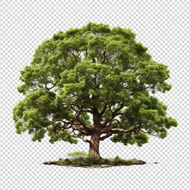 PSD tree isolated on white background