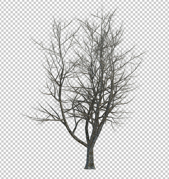 Tree isolated