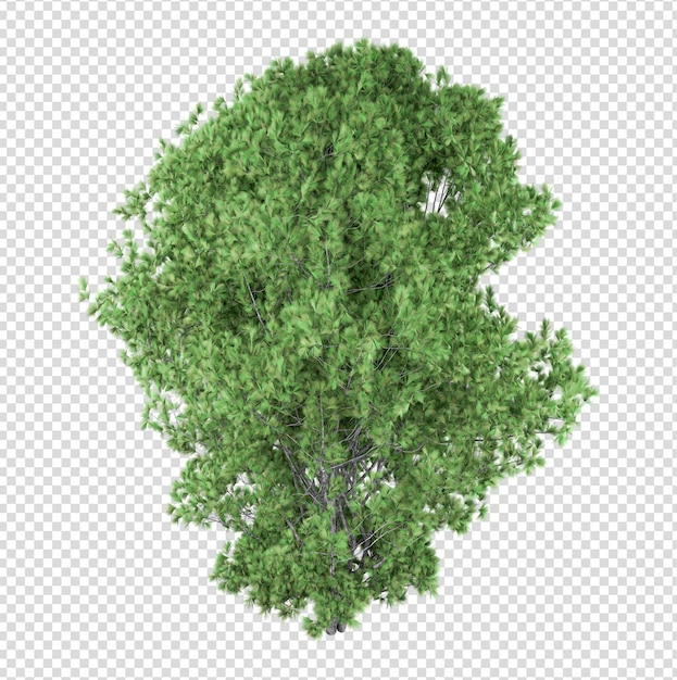 PSD tree isolated