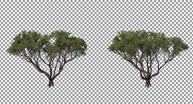 PSD Дерево оставляет деревья и ветки на переднем и заднем плане, доктор. изолированный херд мансанита