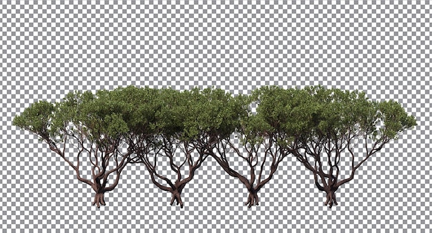 PSD tree leaves trees and branch foreground and background,dr. hurd manzanita isolated