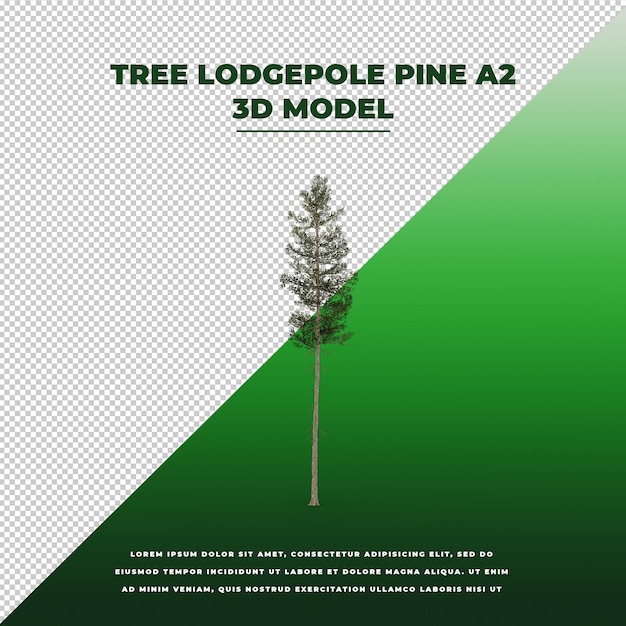 Modello isolato 3d tree lodgepole pine