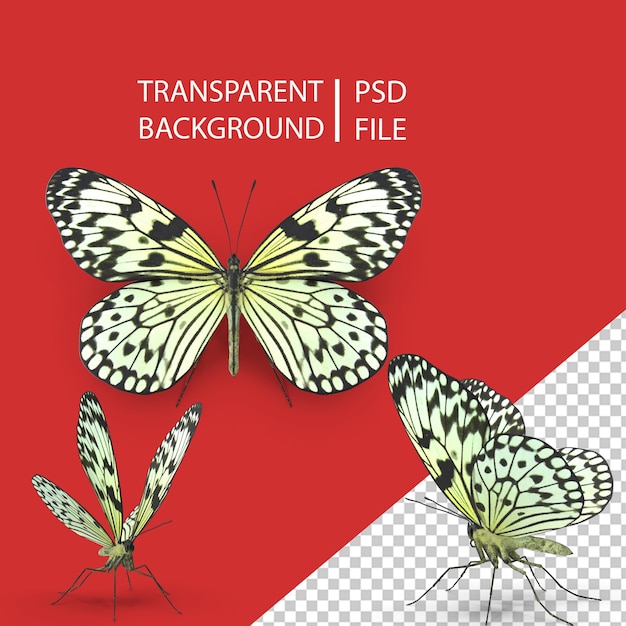 PSD tree nymph butterfly png