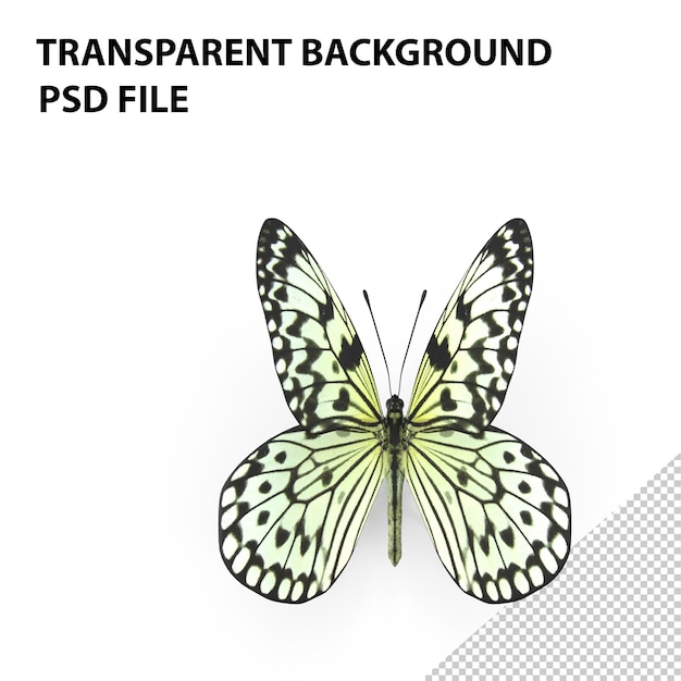 PSD tree nymph butterfly png