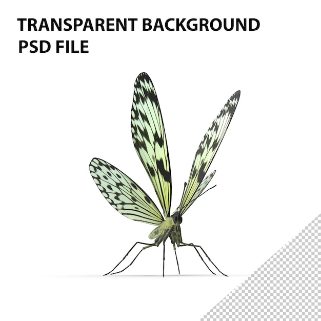 PSD tree nymph butterfly png