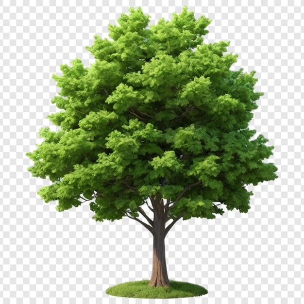 PSD tree png isolated on transparent background