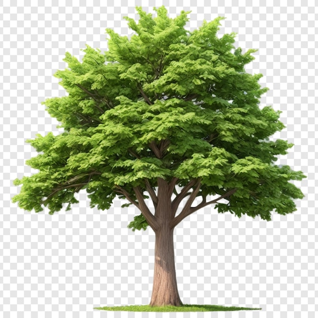PSD tree png isolated on transparent background
