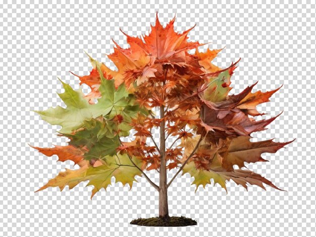 PSD tree png