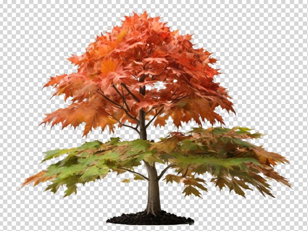 PSD tree png