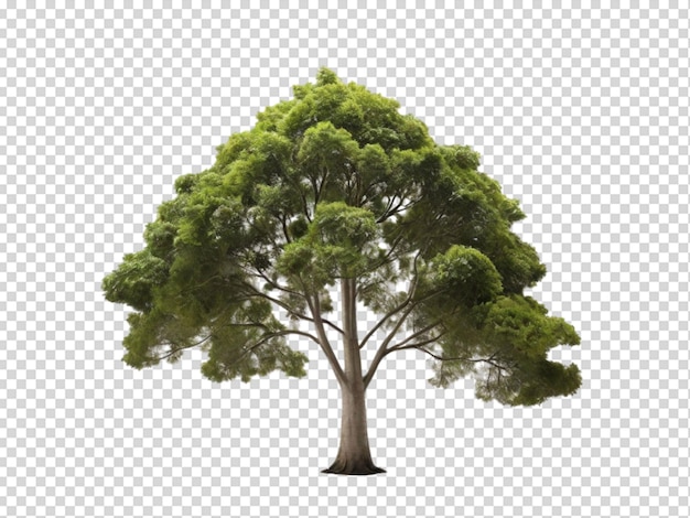 Tree png