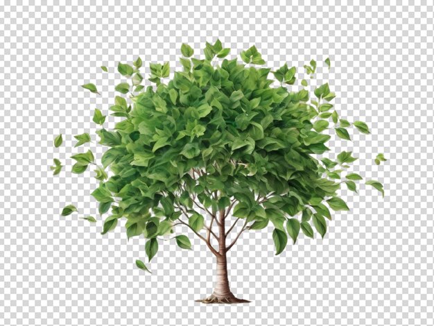 PSD albero png