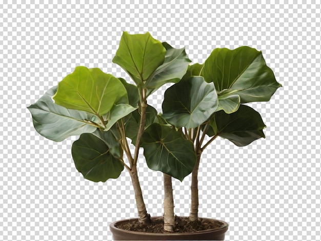 PSD tree png