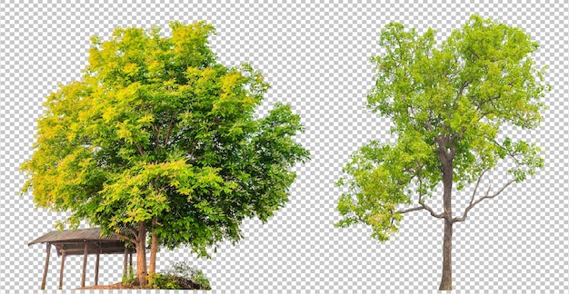 Tree on transparent background PSD design for easy to use