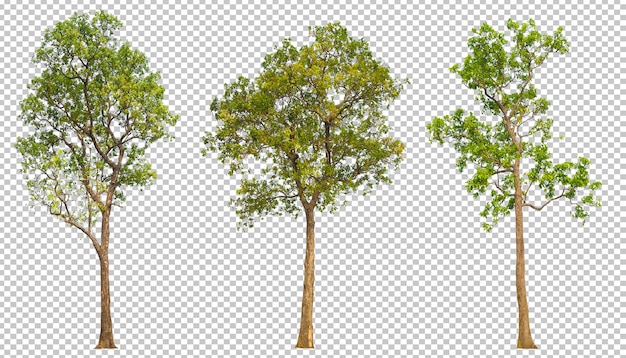 Tree on transparent background PSD design for easy to use