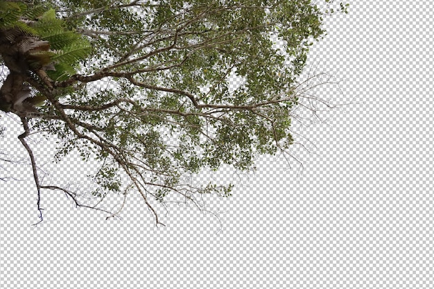 PSD tree on transparent background psd design